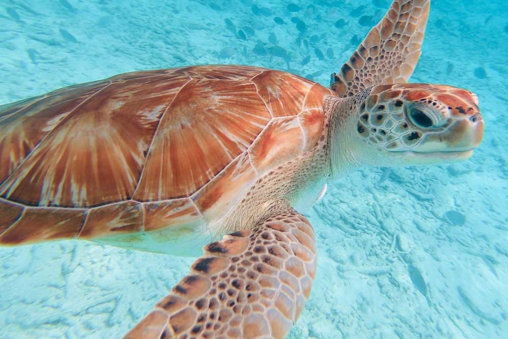 Miss Ann Boat Trips Miss Ann Boat Trips